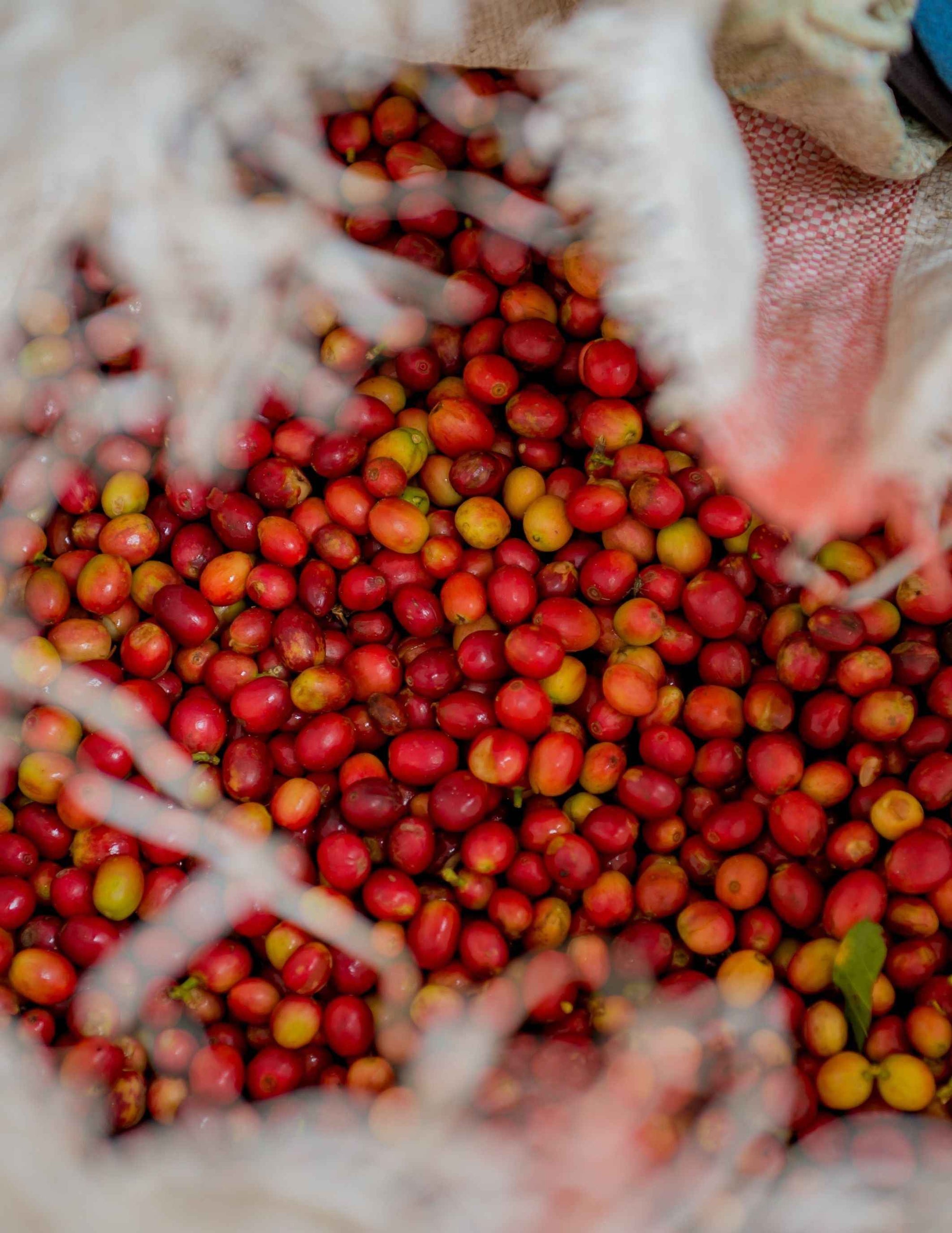 START YOUR OWN COFFEEBAR PRO WORKSHOP (see dates)