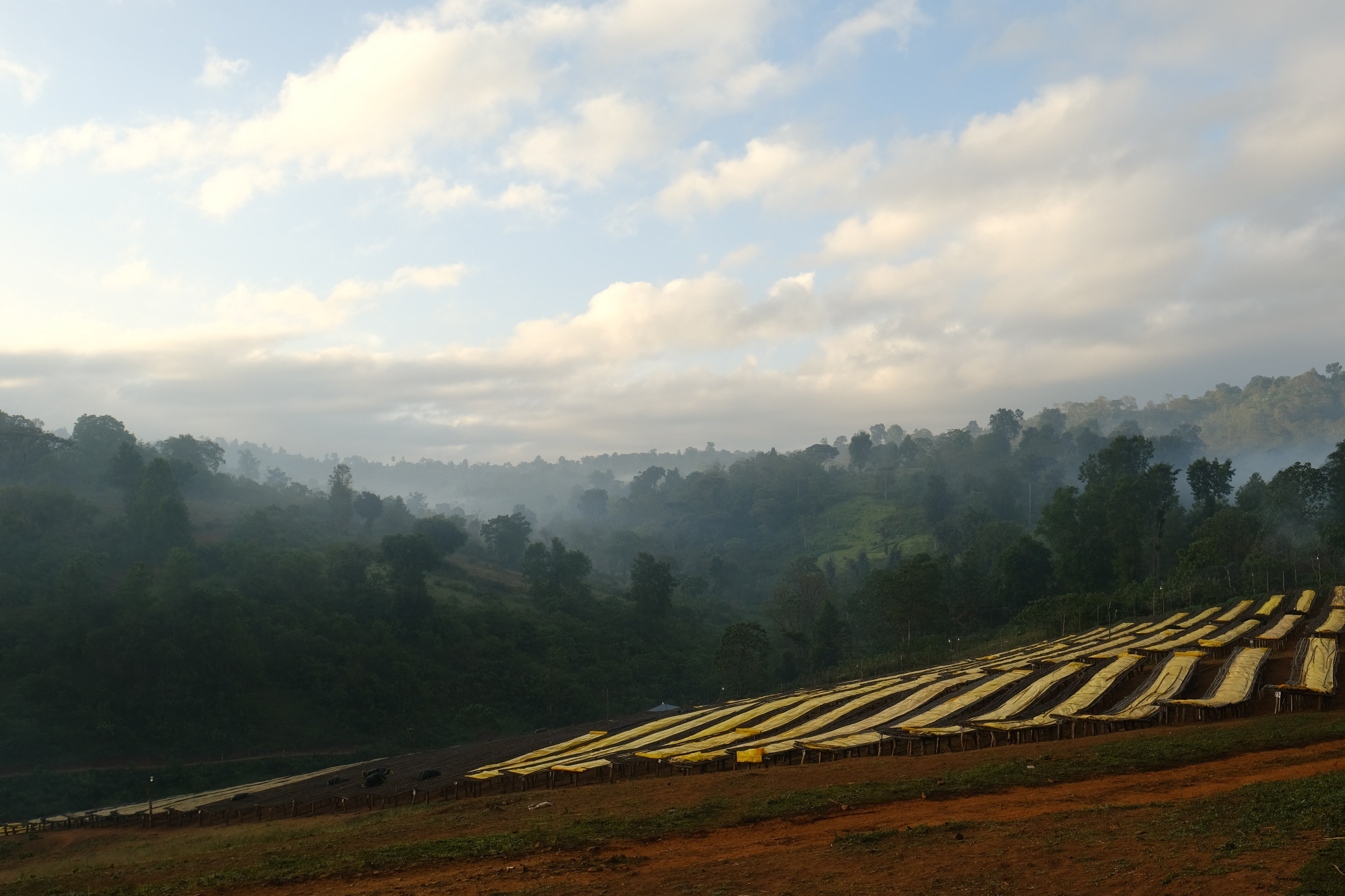 coffee farm, coffee mill, coffee washing station, specialty coffee