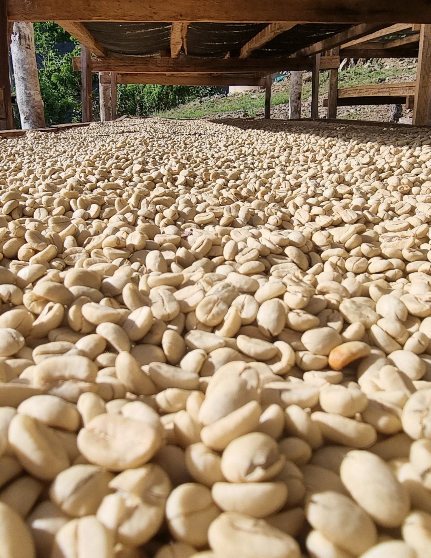 Peru - Yolanda Cabrera | filter - Gust Coffee Roasters