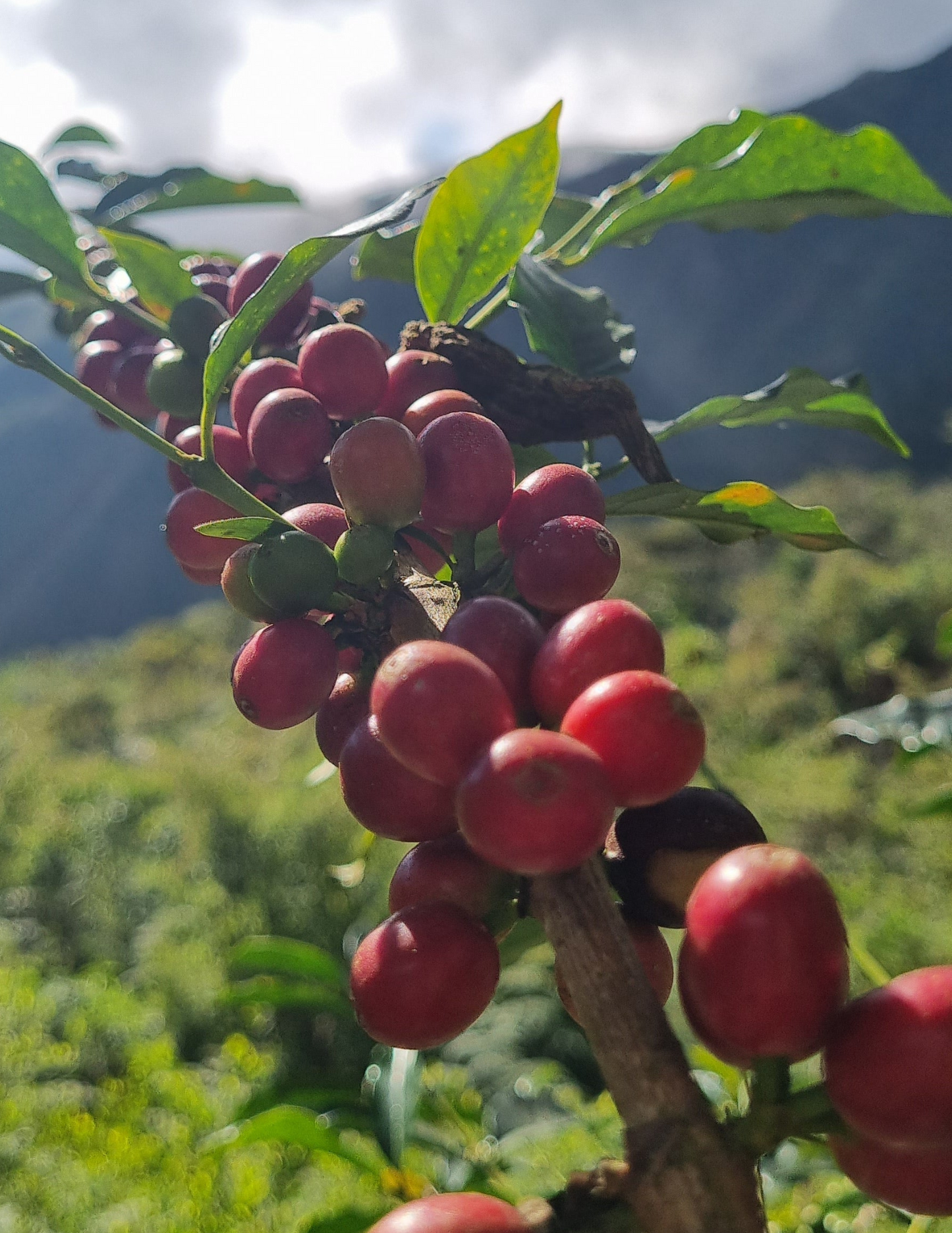 Peru - Yolanda Cabrera | filter - Gust Coffee Roasters