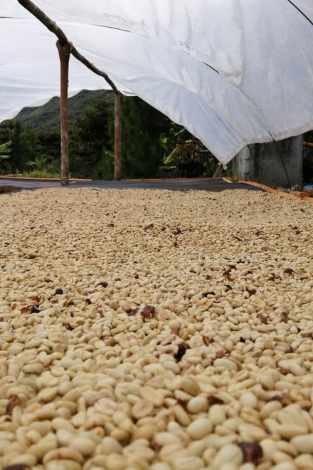 Peru - La Prosperidad | espresso - Gust Coffee Roasters