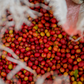 Rwanda - Nyamiyaga | filter - Gust Coffee Roasters