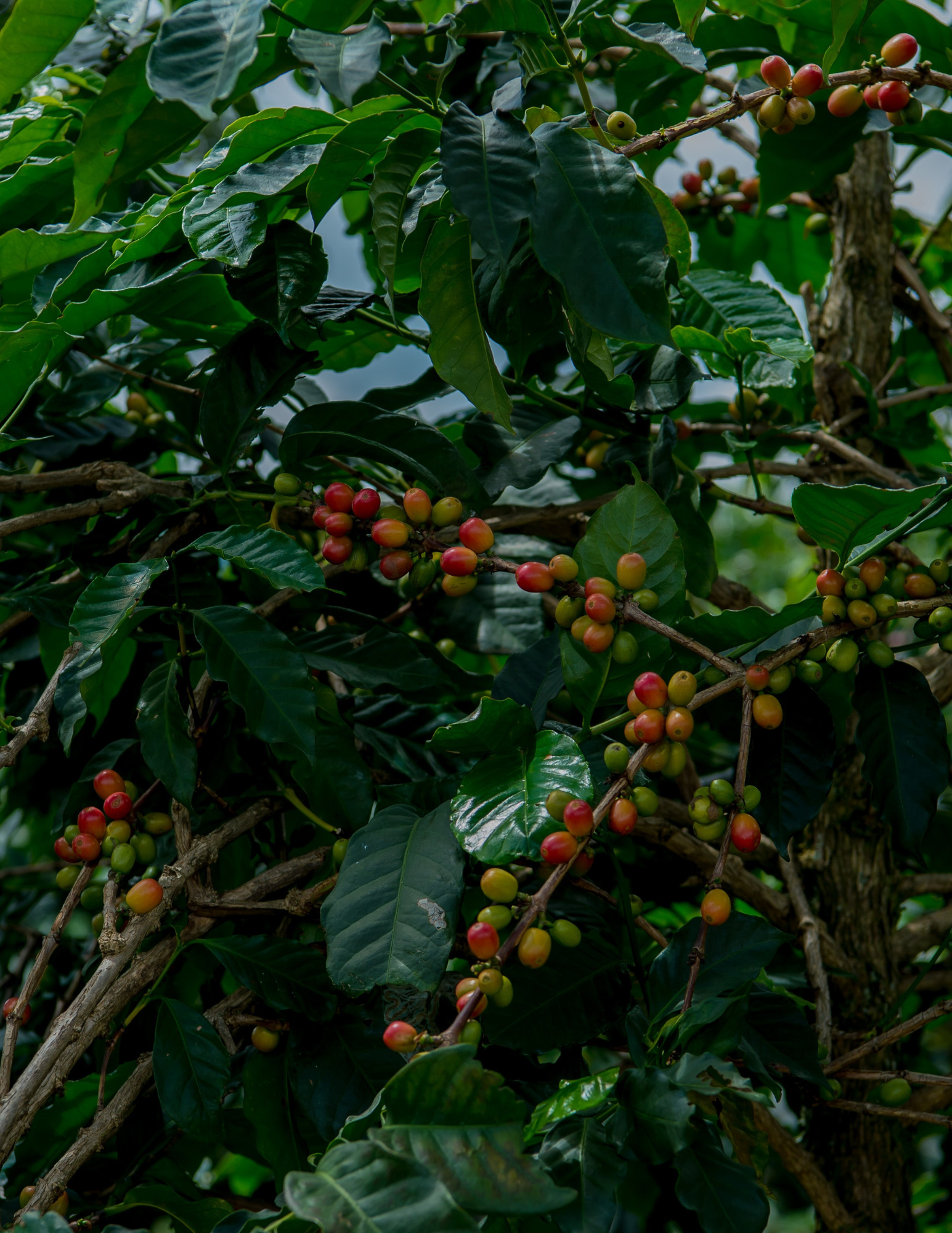 Rwanda - Nyamiyaga | filter - Gust Coffee Roasters