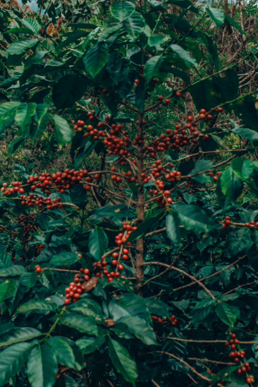Guatemala - Finca La Bendición (natural) | espresso - Gust Coffee Roasters