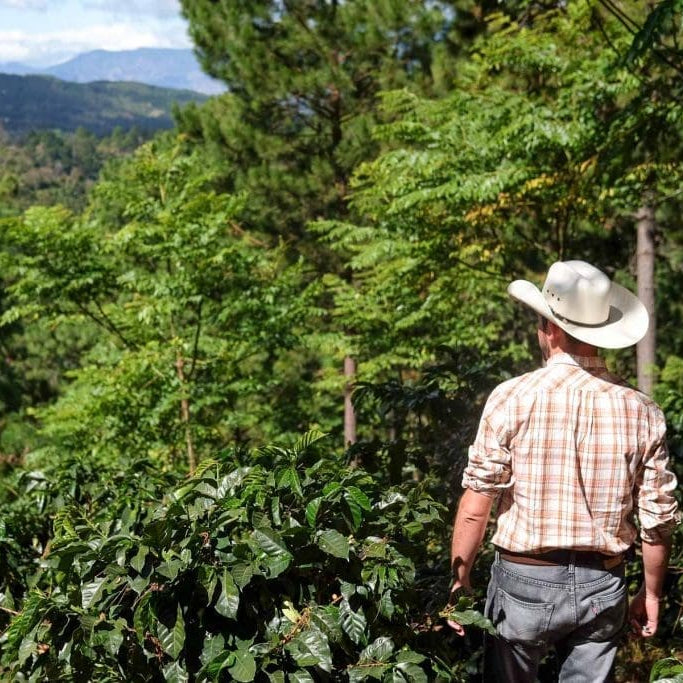 *NEW* HONDURAS - OPALACA | espresso - Gust Coffee Roasters