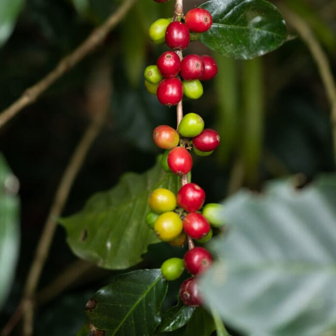 *NEW* HONDURAS - OPALACA | espresso - Gust Coffee Roasters