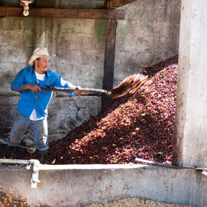 *NEW* HONDURAS - OPALACA | espresso - Gust Coffee Roasters