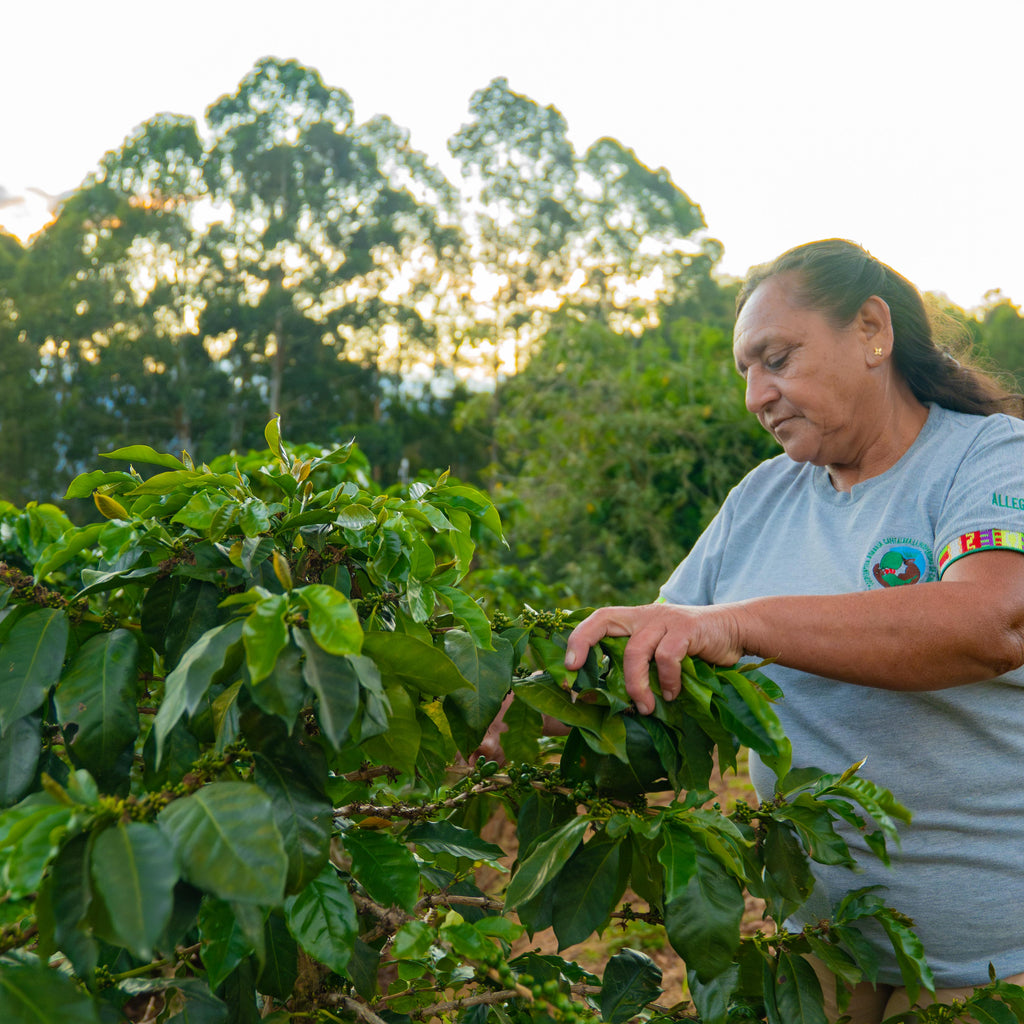 Peru La Prosperidad Gust Coffee Roasters