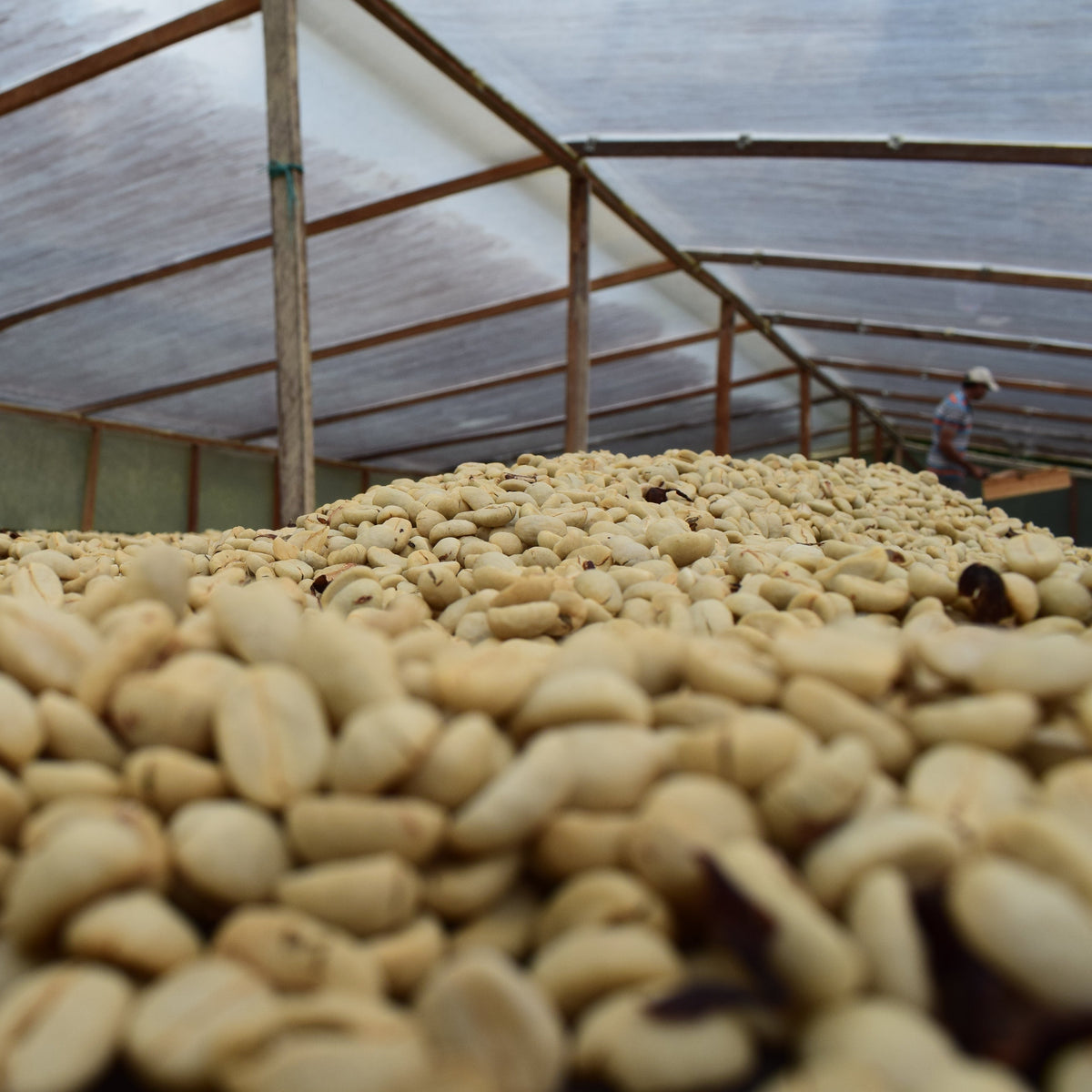 decaf specialty coffee Gust Coffee