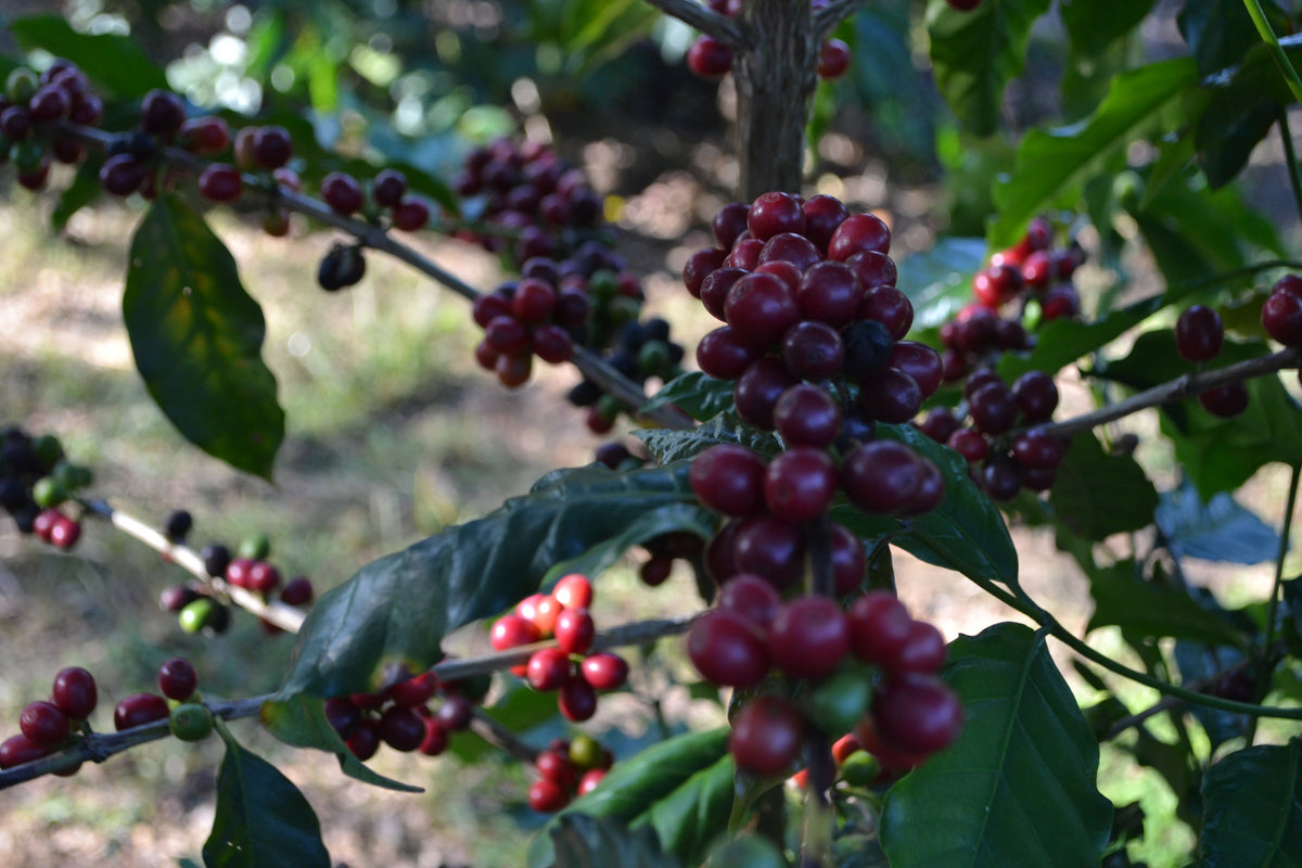 Fazenda Freitas - brazil - Fazenda Nunes coffee - Gust Coffee Roasters