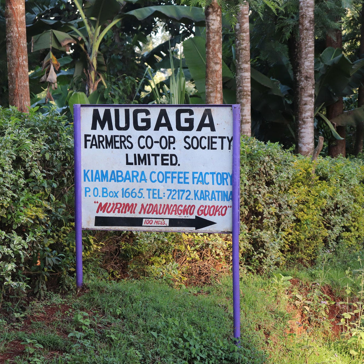 Kiamabara kenya