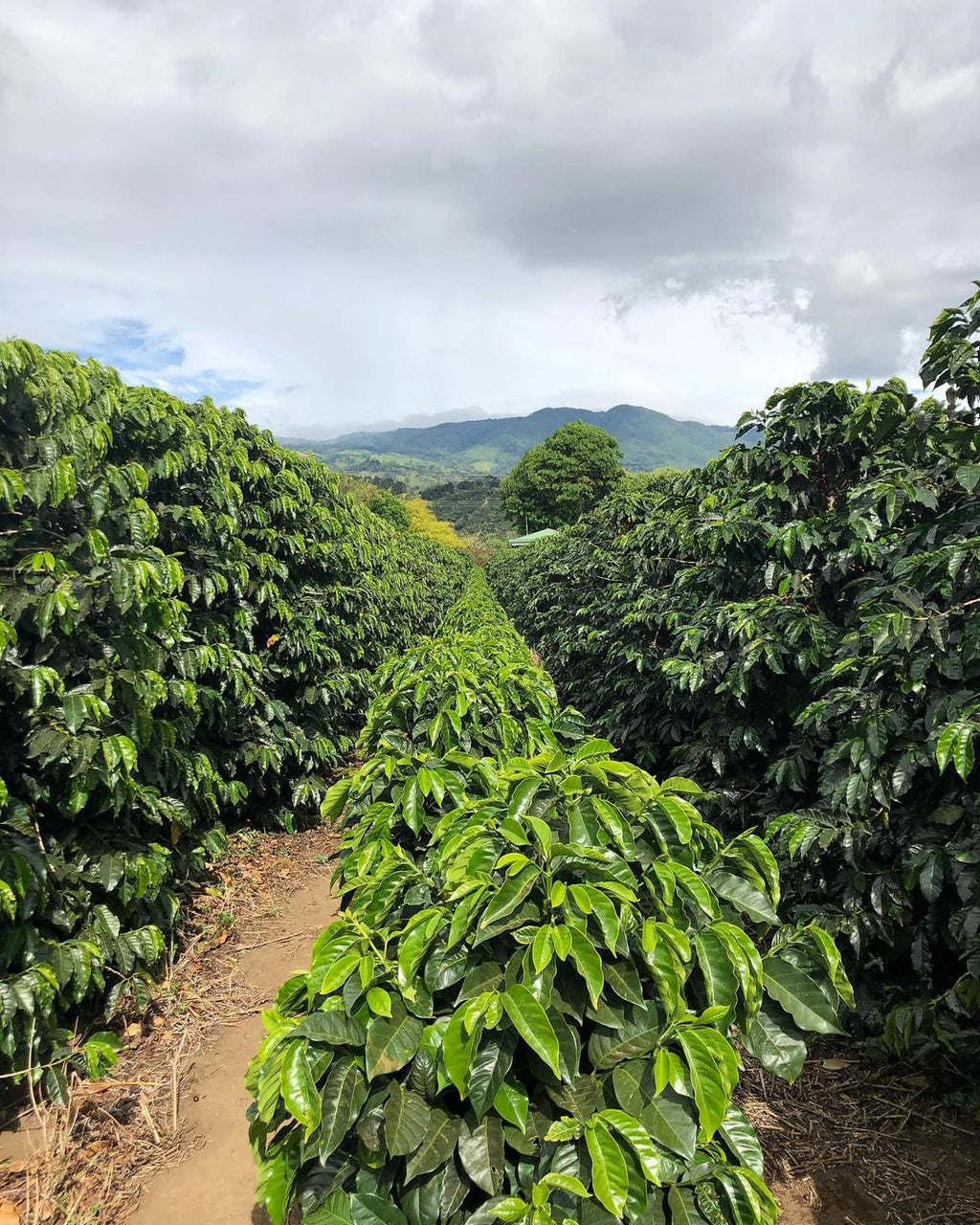 OMG MASTERPIECES // COSTA RICA - LAS LAJAS | filter - Gust Coffee Roasters