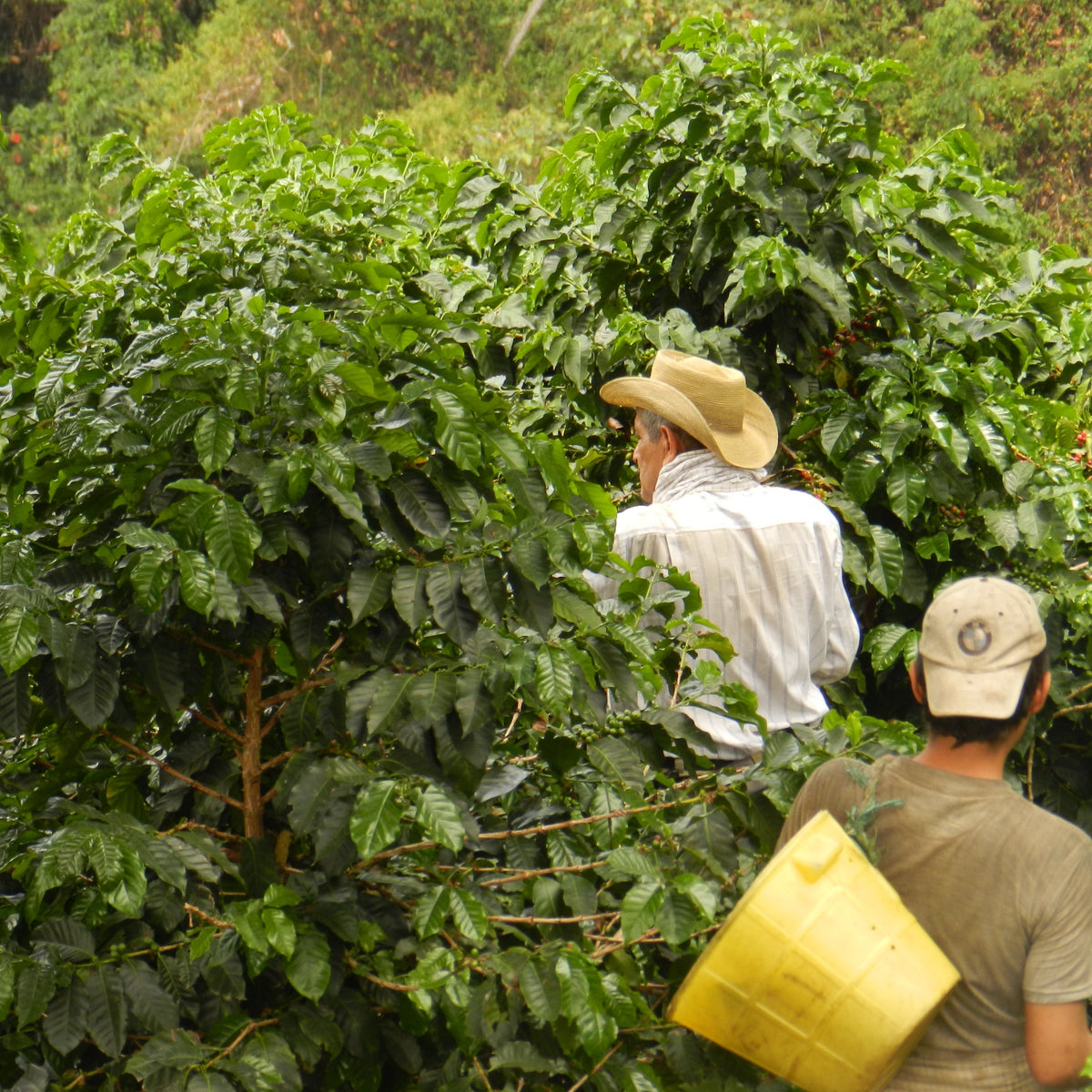 decaf specialty coffee Gust Coffee