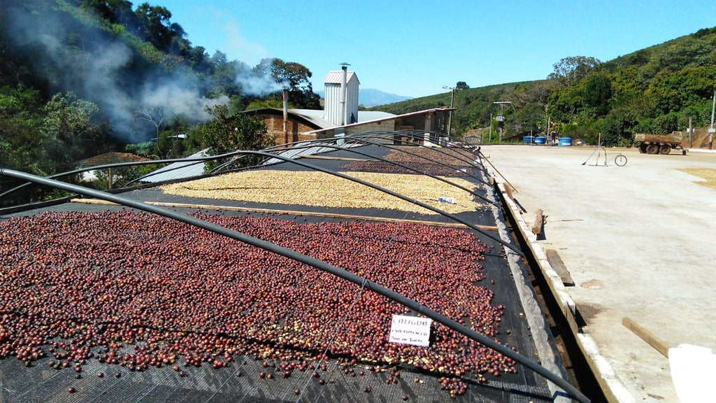 Fazenda Freitas - brazil - Fazenda Nunes coffee - Gust Coffee Roasters