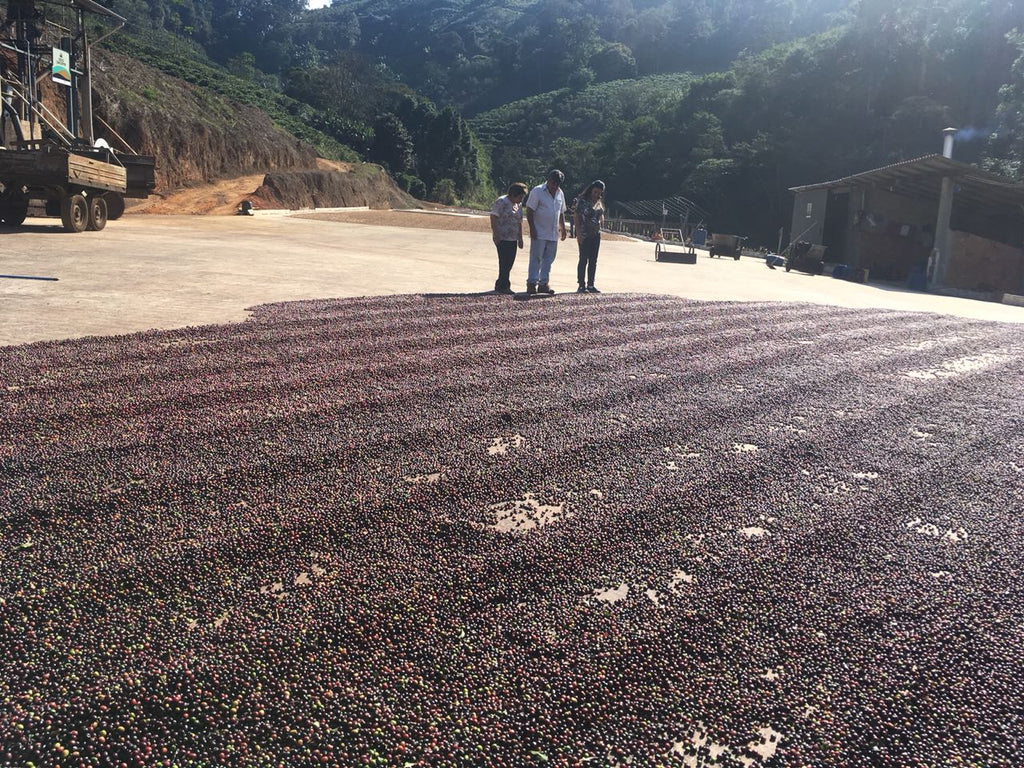 Fazenda Freitas - brazil - Fazenda Nunes coffee - Gust Coffee Roasters
