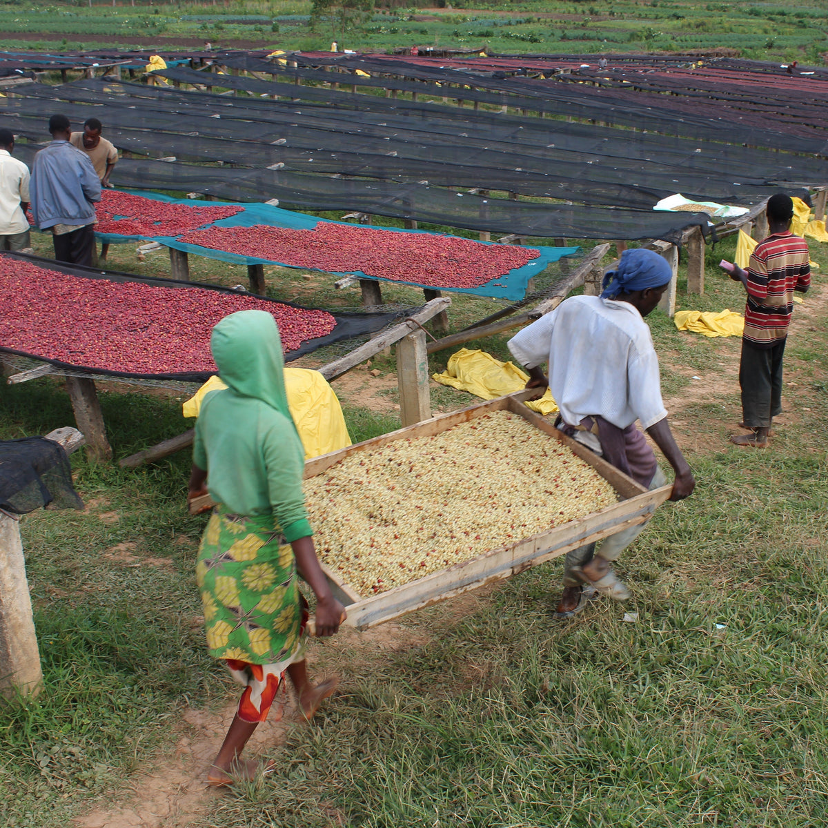 Nemba Burundi Gust Coffee Roasters