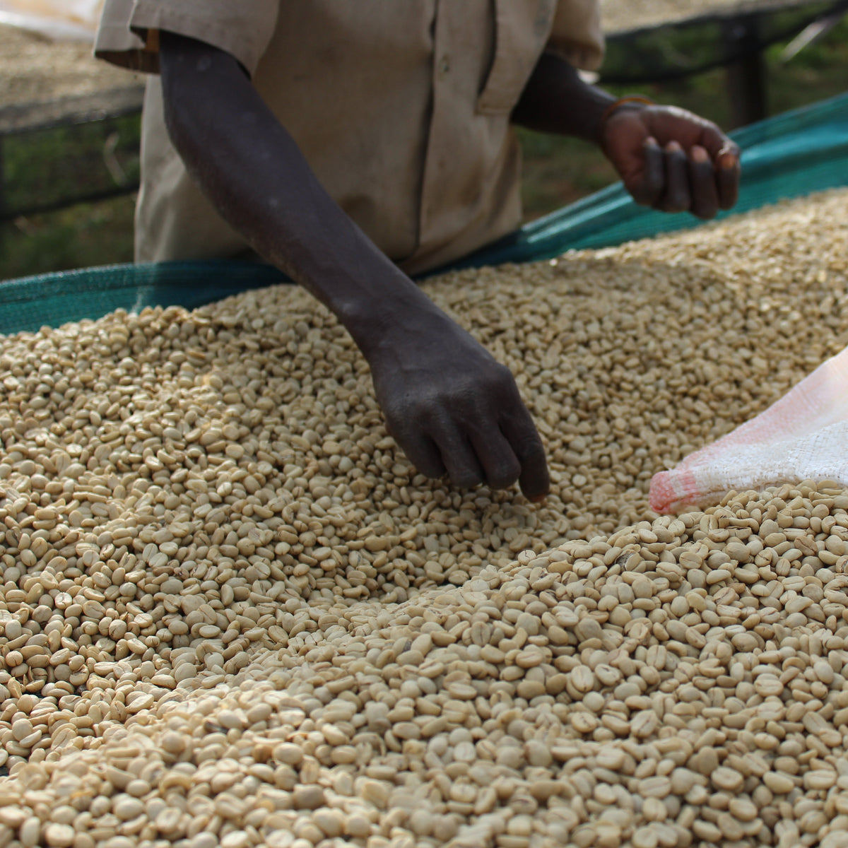 Nemba Burundi Gust Coffee Roasters