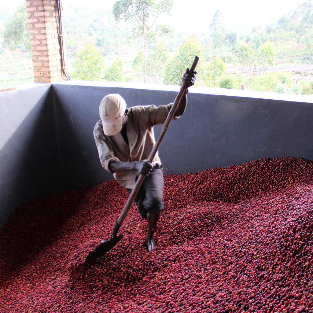 Nemba Burundi Gust Coffee Roasters