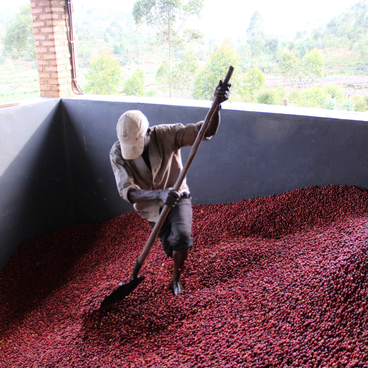 Nemba Burundi Gust Coffee Roasters