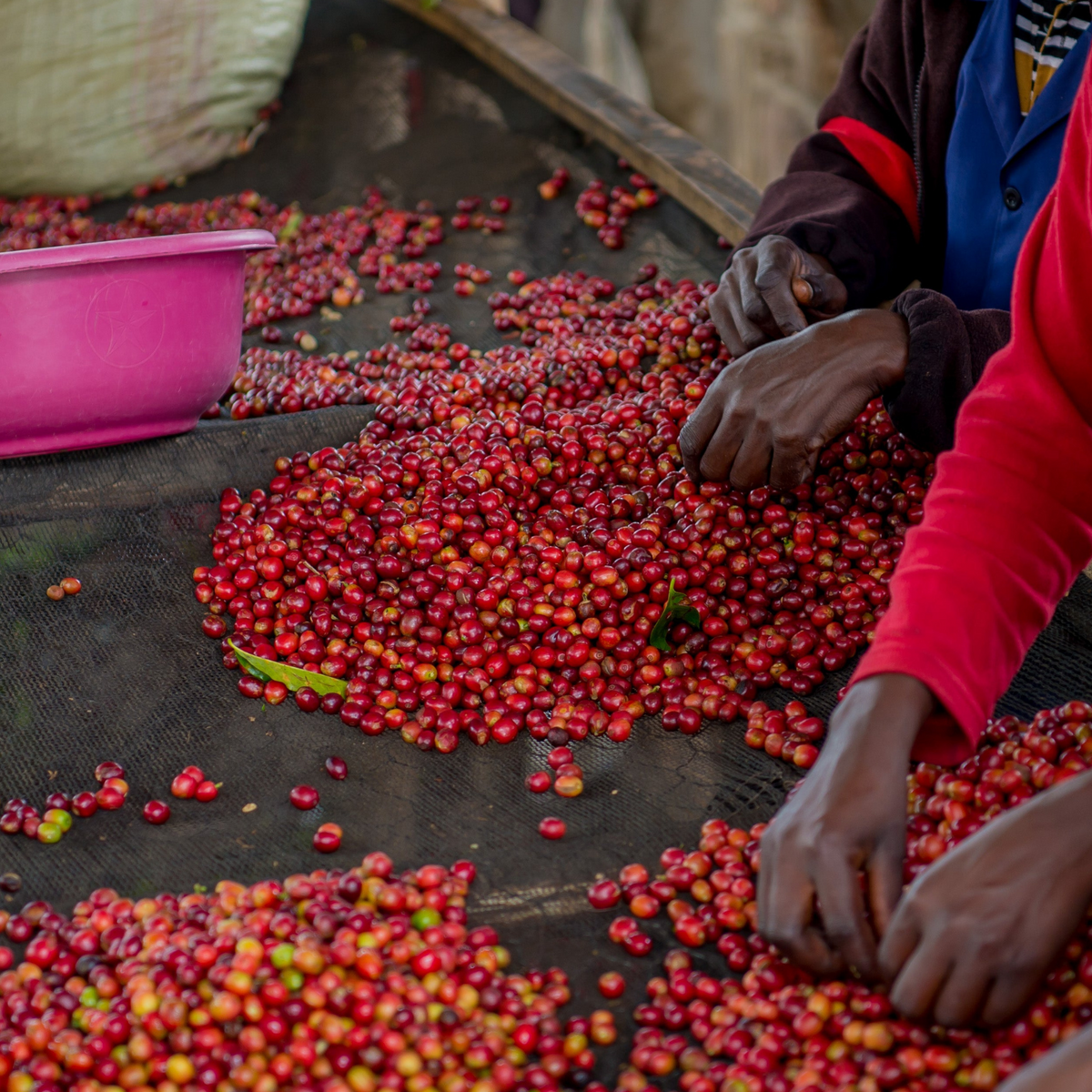 Nyamyumba Rwanda - Gust coffee roasters