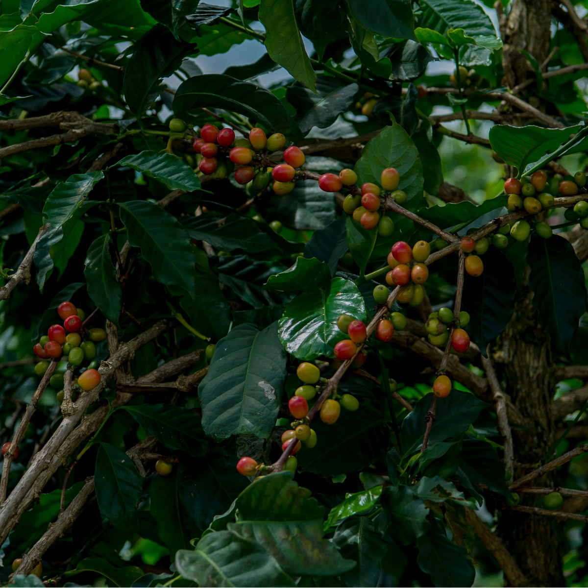 Nyamyumba Rwanda - Gust coffee roasters