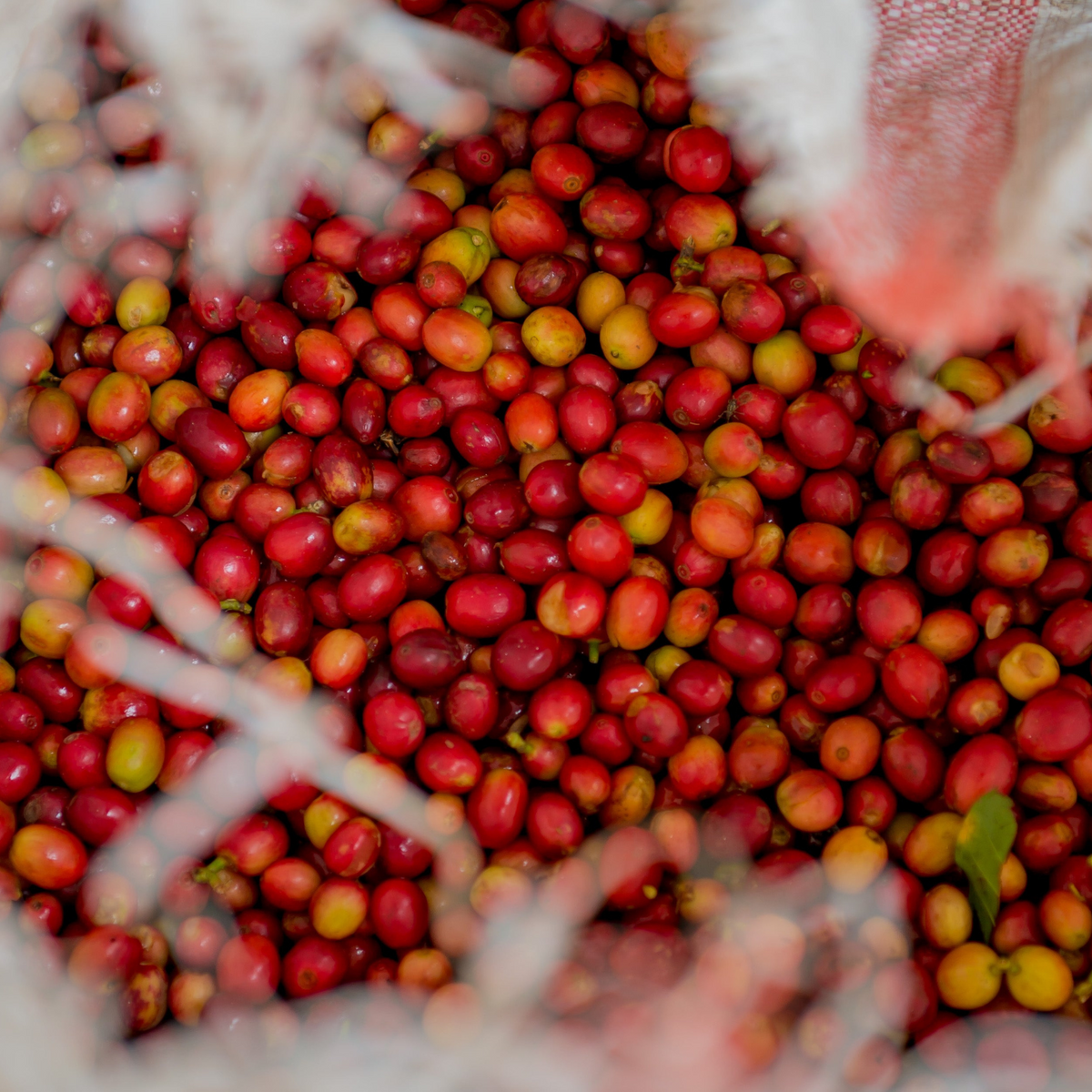 Nyamyumba Rwanda - Gust coffee roasters