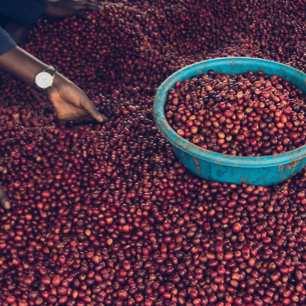 Nyamyumba Rwanda - Gust coffee roasters