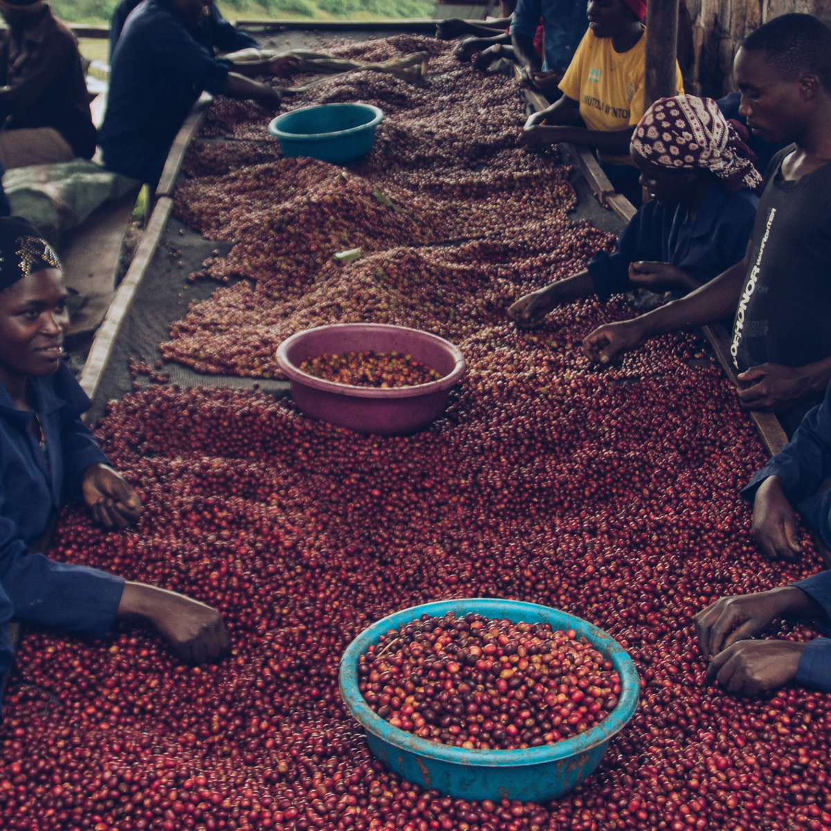 Nyamyumba Rwanda - Gust coffee roasters