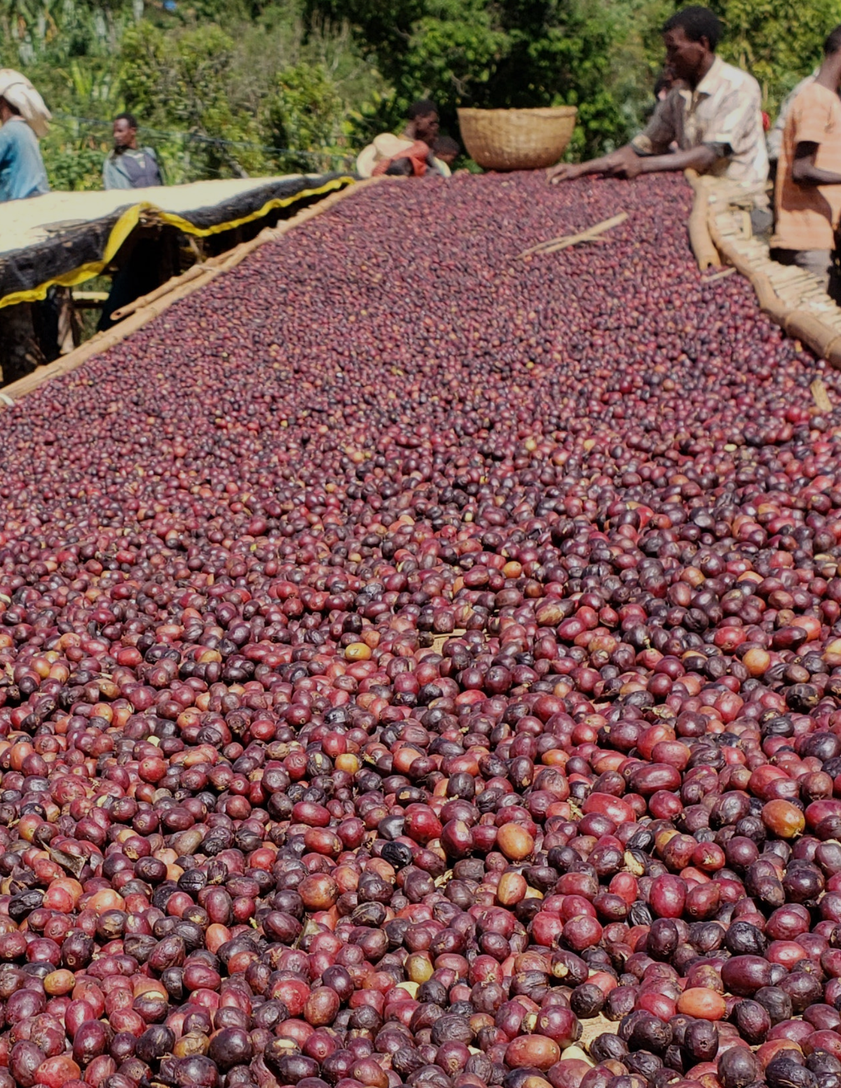 *NEW* ETHIOPIA - URAGA | espresso