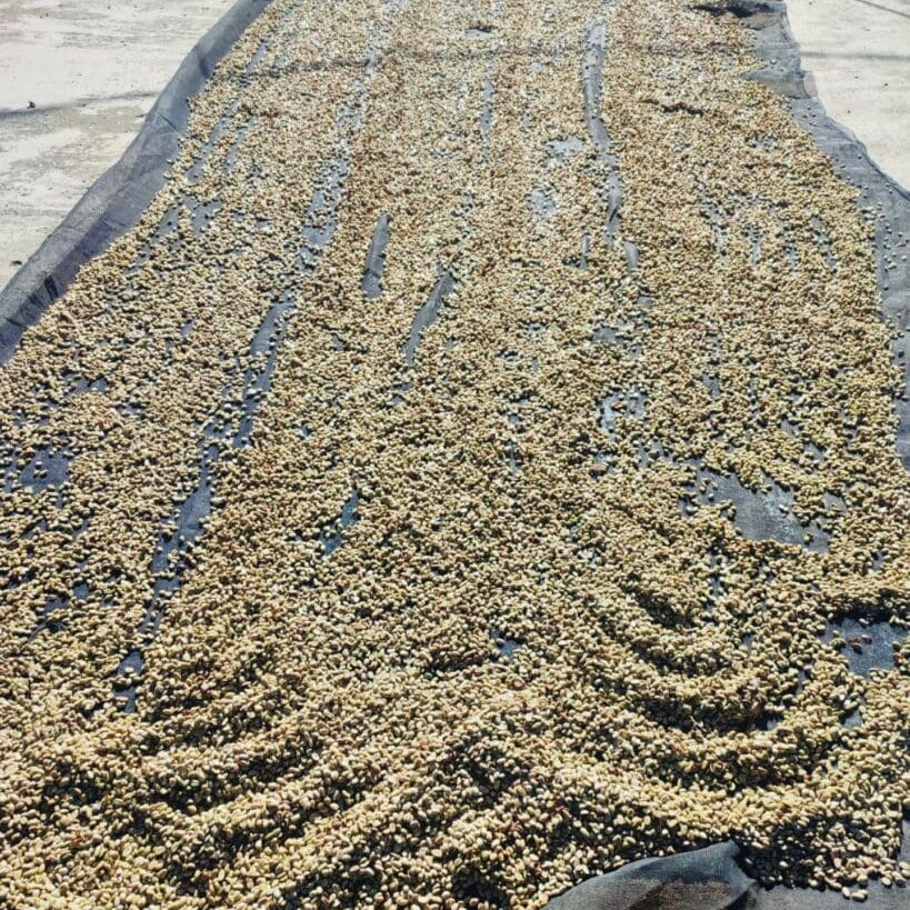 Ciprés Mexico coffee, Gust Coffee, tenejapa, chiapas, specialty coffee