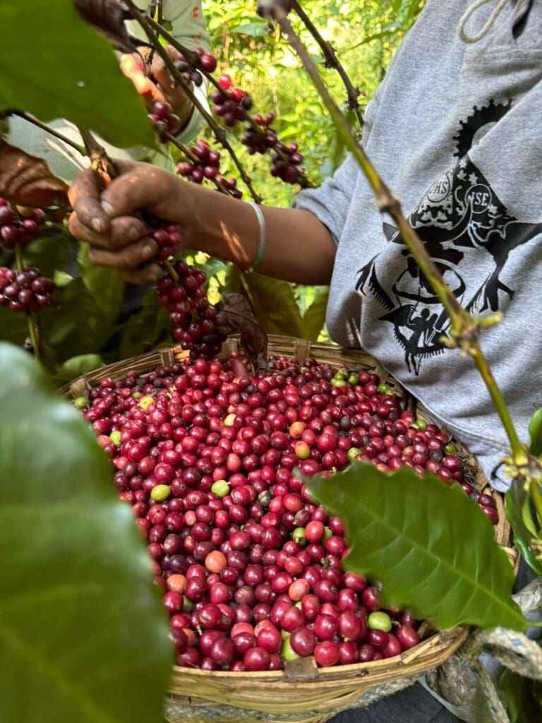 *NEW* MEXICO - CIPRÉS | espresso