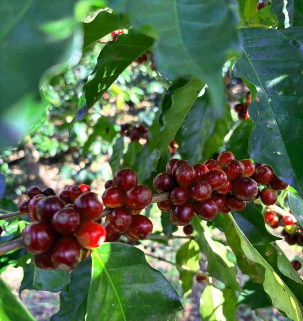 *NEW* MEXICO - CIPRÉS | espresso