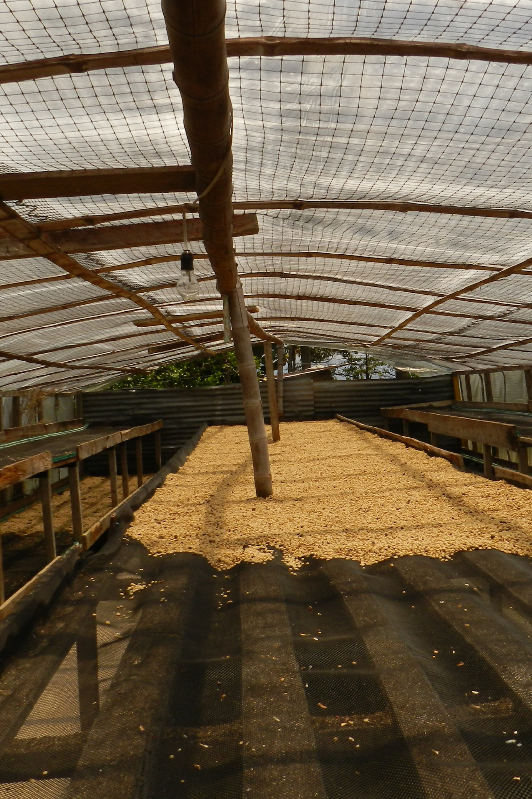 Colombia - Tumbaga Sugarcane DECAF - Gust Coffee Roasters
