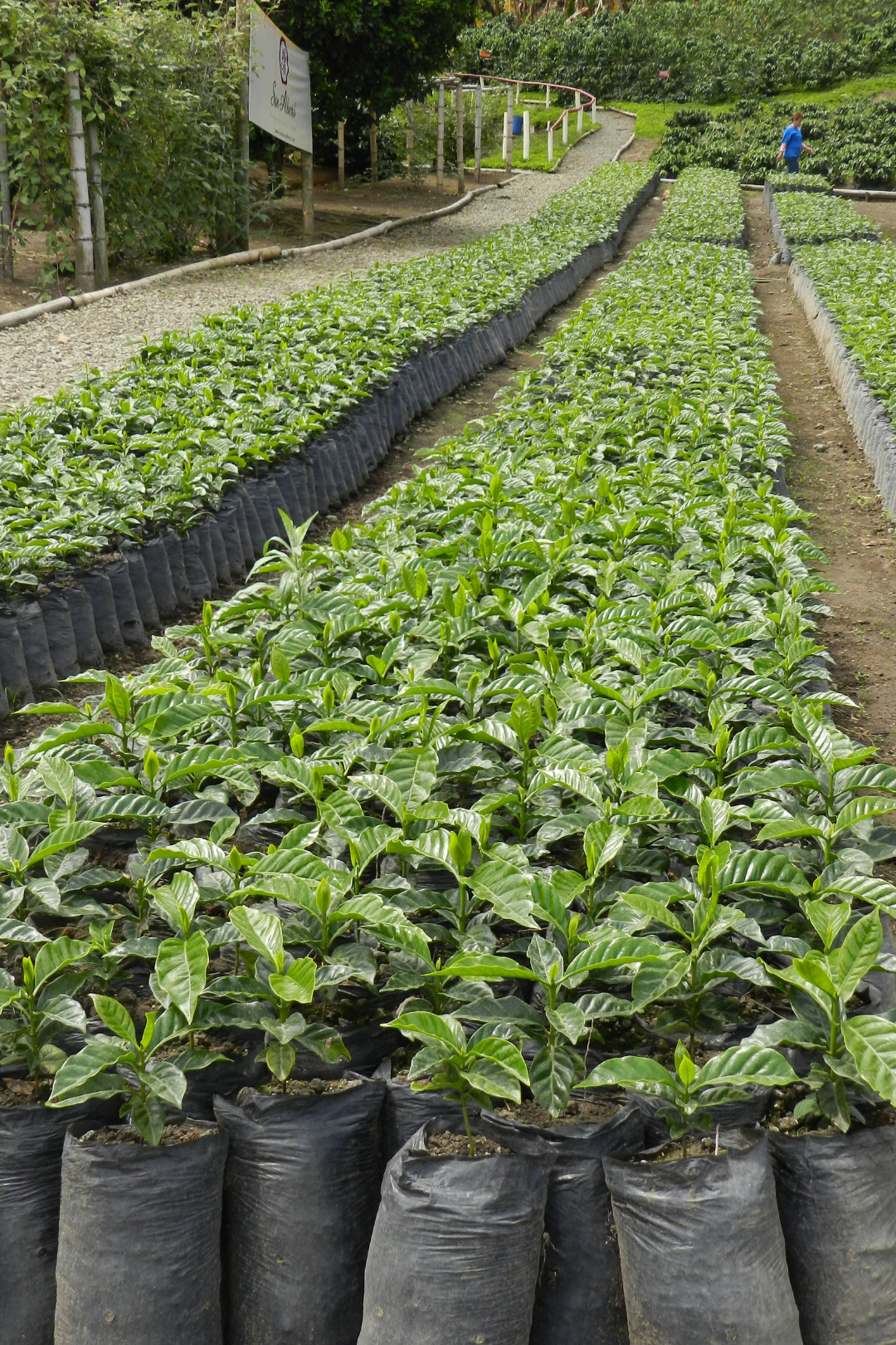 Colombia - Tumbaga Sugarcane DECAF - Gust Coffee Roasters