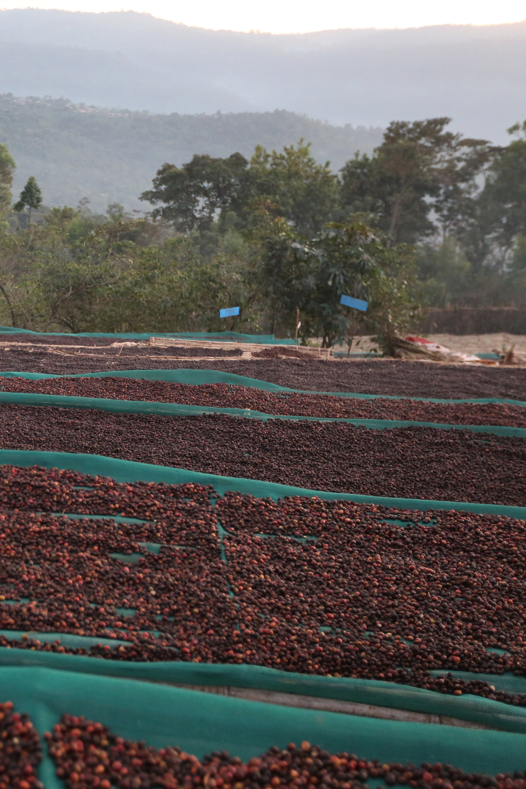 Ethiopia - Banko Gotiti | espresso