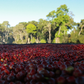 Ethiopia - Banko Gotiti | filter