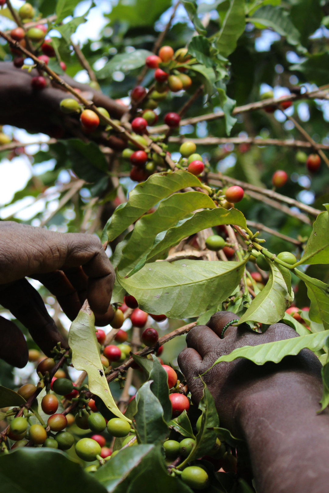 Kenya - Thunguri | espresso