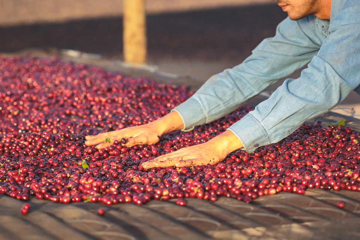 Fazenda Freitas - brazil - Fazenda Nunes coffee - Gust Coffee Roasters