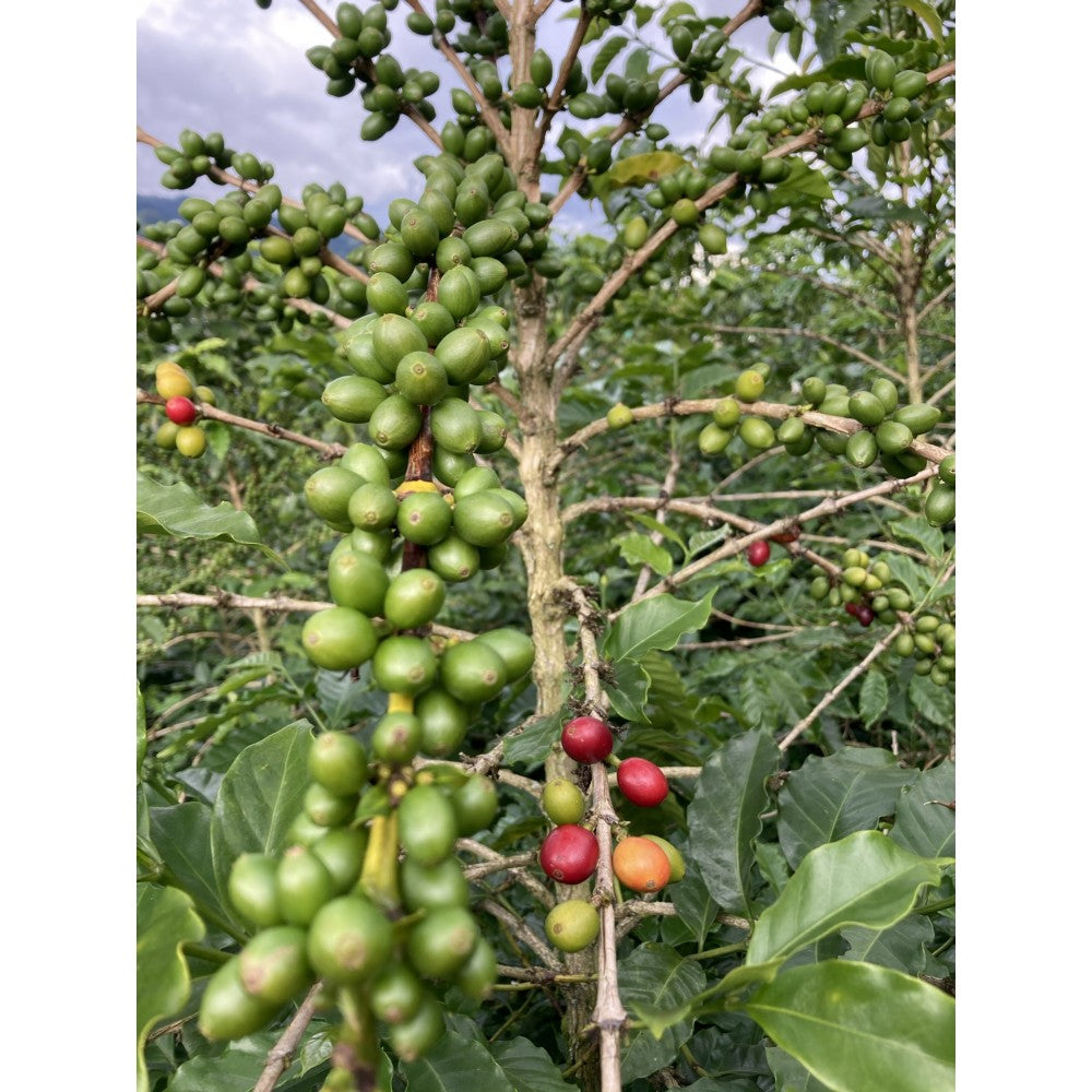 Colombia - Andrés Guaca | espresso