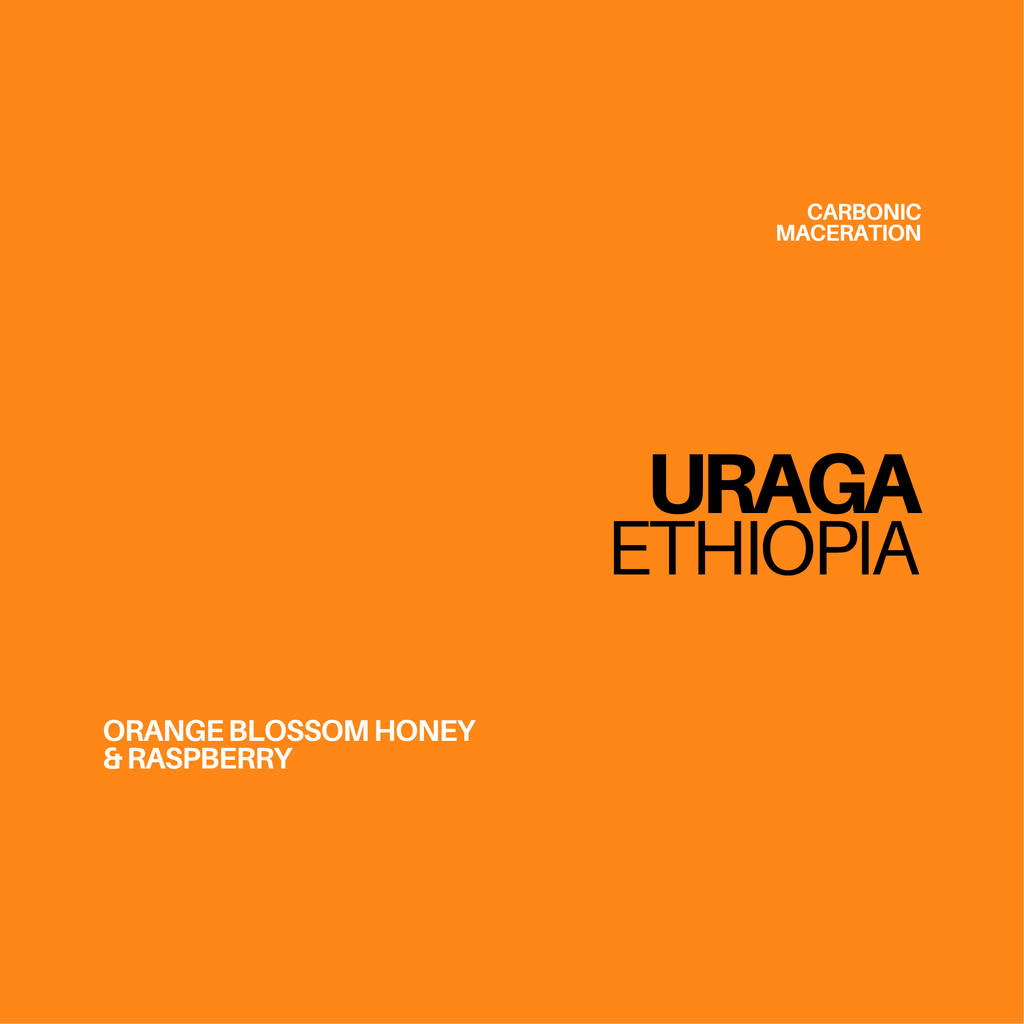 *NEW* ETHIOPIA - URAGA | filter - Gust Coffee Roasters