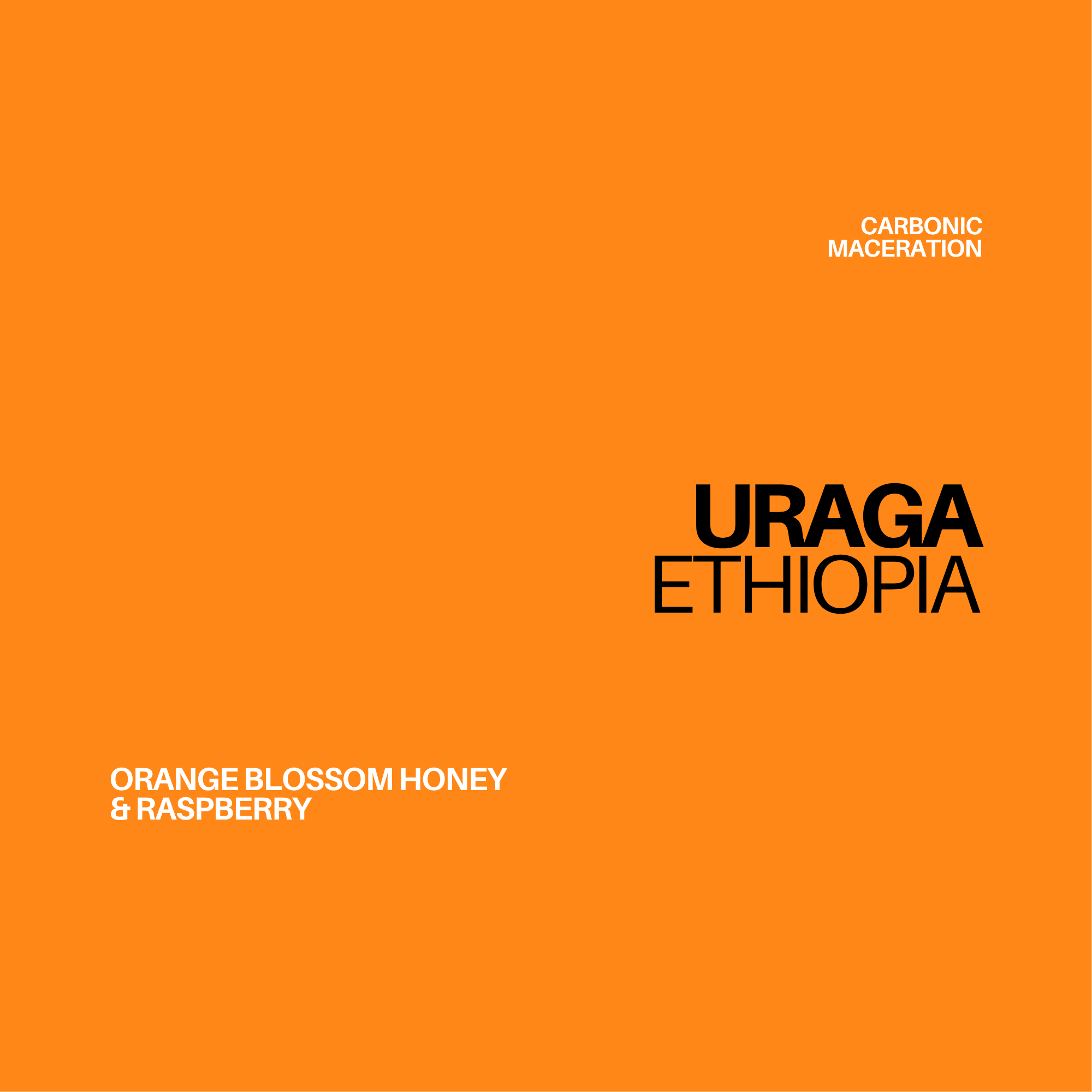 *NEW* ETHIOPIA - URAGA | filter - Gust Coffee Roasters