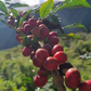 Peru - Yolanda Cabrera | filter - Gust Coffee Roasters
