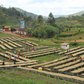 Burundi - Butegana Cima | filter