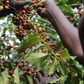 Burundi - Butegana Cima | filter