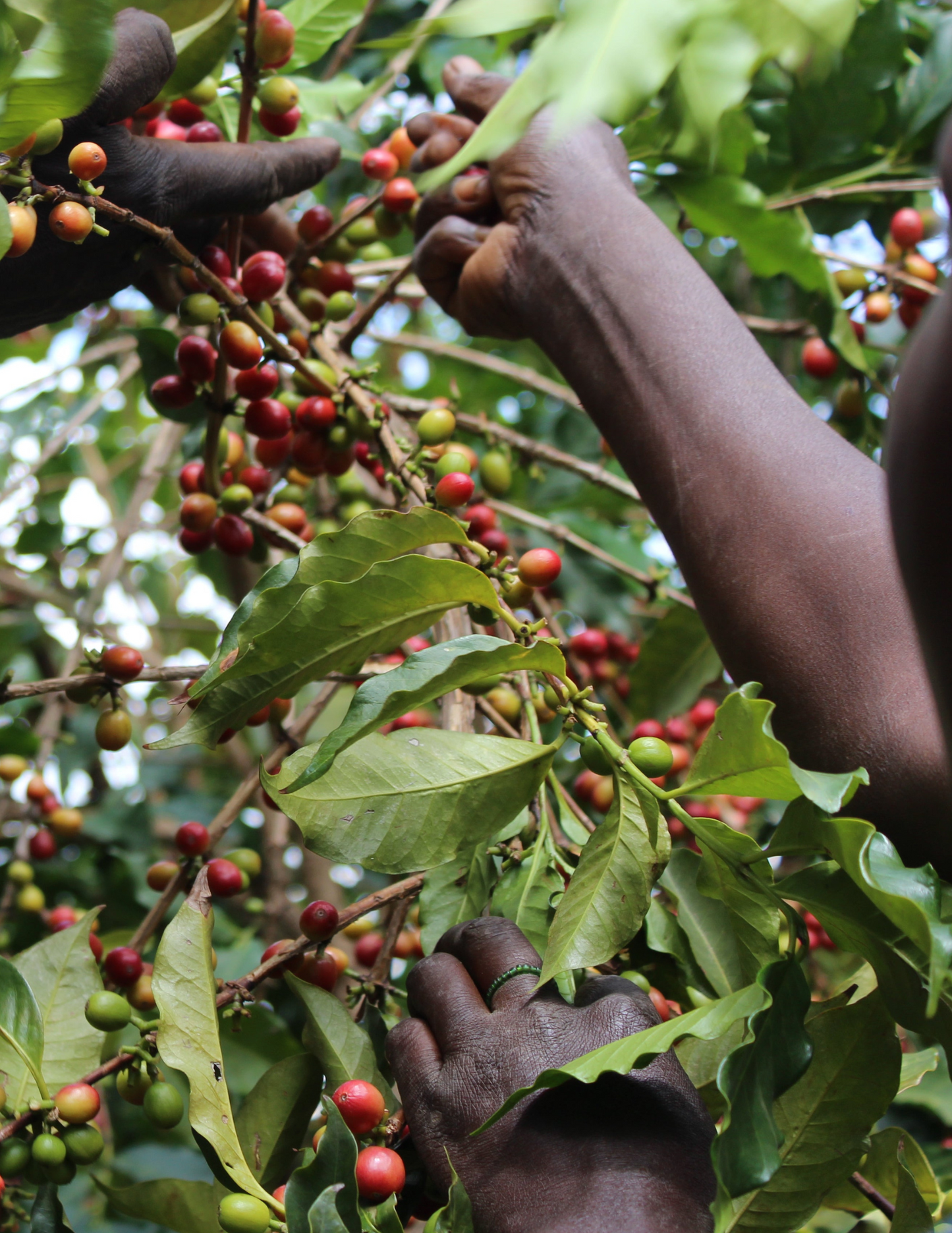 Burundi - Butegana Cima | filter