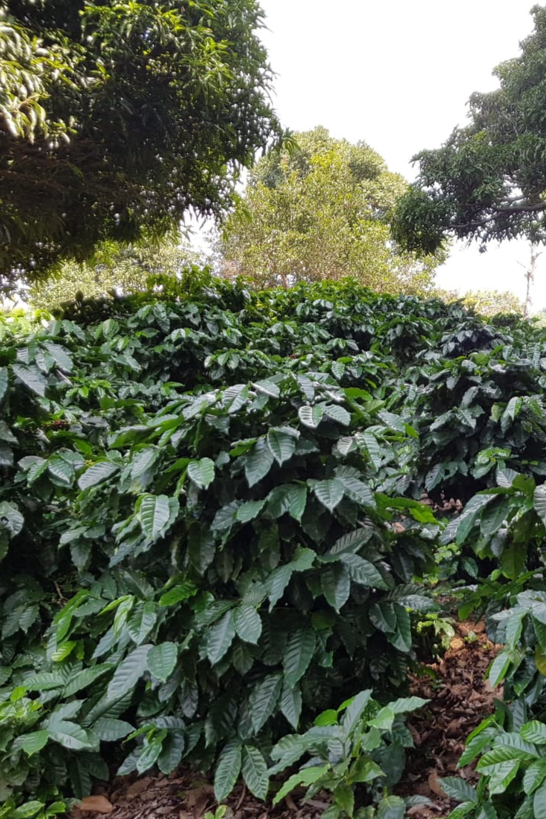 El Salvador - Las Llantas (anaerobic natural) | filter - Gust Coffee Roasters