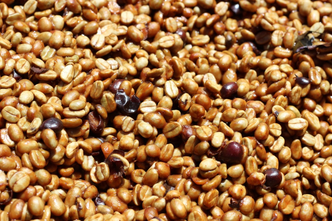 OMG MASTERPIECES // COSTA RICA - LAS LAJAS | filter - Gust Coffee Roasters