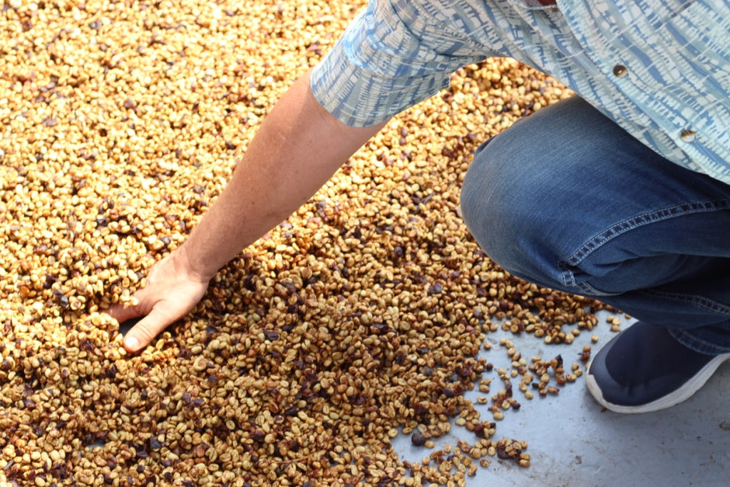 OMG MASTERPIECES // COSTA RICA - LAS LAJAS | filter - Gust Coffee Roasters