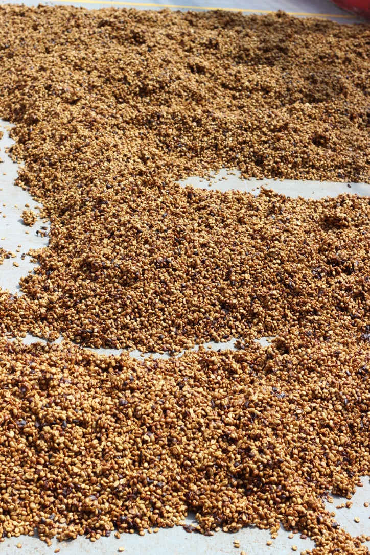 OMG MASTERPIECES // COSTA RICA - LAS LAJAS | filter - Gust Coffee Roasters
